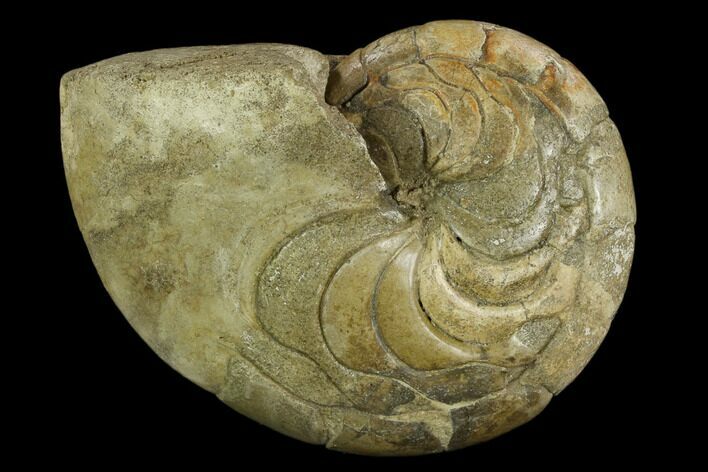Fossil Nautilus (Aturia) - Boujdour, Morocco #130639